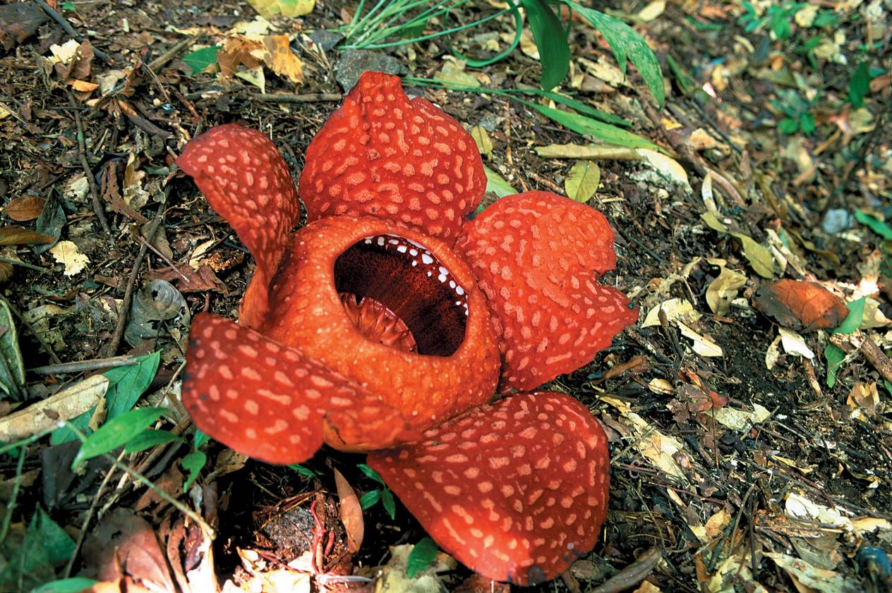 World’s largest flower, The Rafflesia